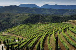 A Culinary Journey through Spain with Copia Vineyards and Winery day 5