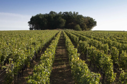 Château to Château-visit the best in Bordeaux with Clos Du Val day 2