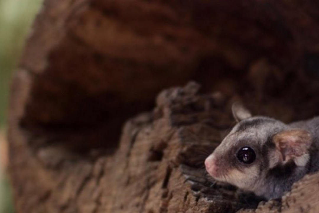 Brian Carter's Journey Down Under day 13